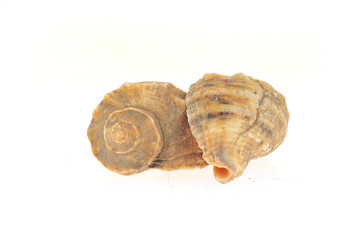 Conch on a white background