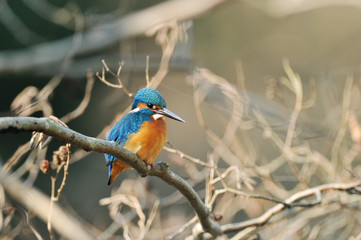 止まり木のカワセミ