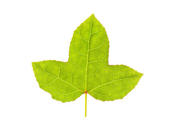 Green maple leaf