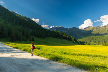 Backpacker hiking on the Alps, through blooming meadow and green woodland set amid high altitude mountain range at sunsets. Valle d'Aosta, Italy.