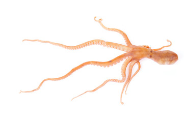 Octopus on a white background