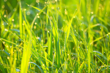 Background of green grass with drops of dew.