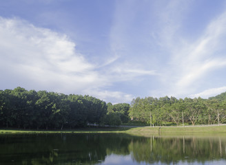 beautiful summer landscape,river and tree