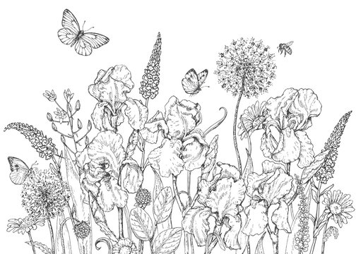 Iris, wild  flowers and insects sketch