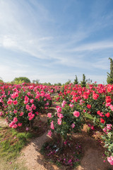 Rose plantation