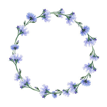Watercolor wreath with  chicory. Summer flowers for you beautiful design.