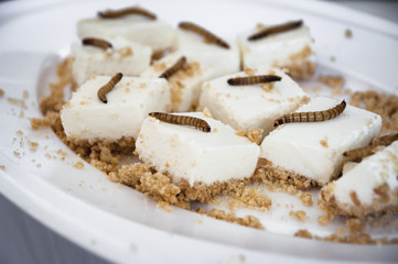lemon cheesecake bites with roasted mealworms