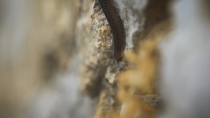 Abomination and fear of insects. millipede crawling on a stone,