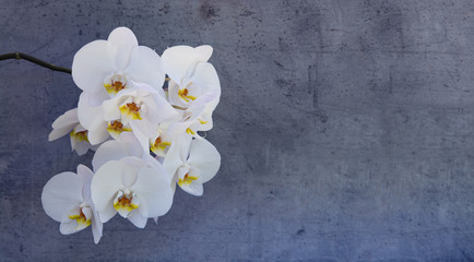 Fototapeta na wymiar Orchidee - Hintergrund