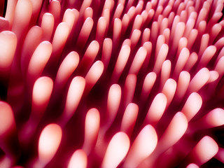 medically accurate 3d illustration of the colon villi