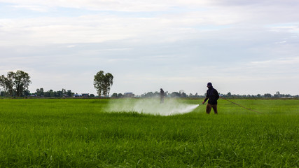 Farmers spraying rice fields.