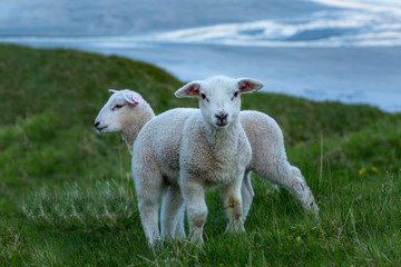 Two cute lambs on the green grass, Norway © sokko_natalia