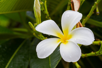 white plumeria flower on the tree after rain.