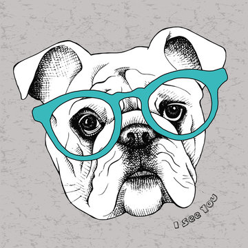 Image the portrait of a bulldog in the glasses. Vector illustration.