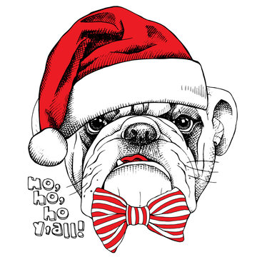 Picture of portrait of a dog bulldog in Santa hats with a bow. Vector illustration.