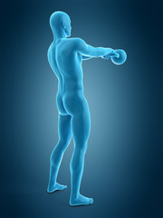 Obraz premium medically accurate 3d illustration of an athlete with kettle