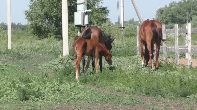 Foal at the farm in summer morning