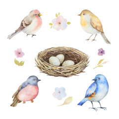 Watercolor set of birds, flowers and socket with eggs.