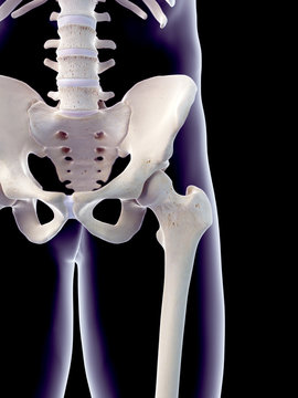 medically accurate 3d illustration of the human hip