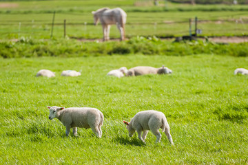 Obraz premium Sheeps and Lambs on Green Pasture