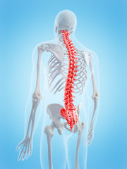 medically accurate 3d illustration of the human spine