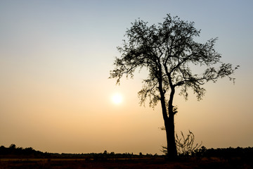 Obraz premium single big tree on background of sunset