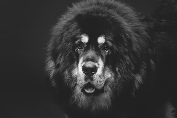 Fototapeta premium Beautiful big Tibetan mastiff dog