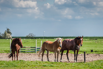 Obraz premium Beautiful Horses in Paddock