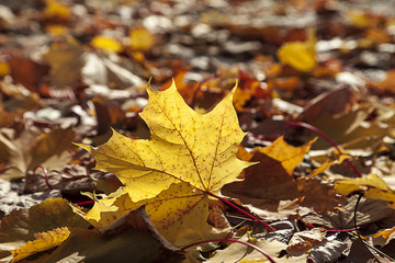 Gelbes Herbstblatt