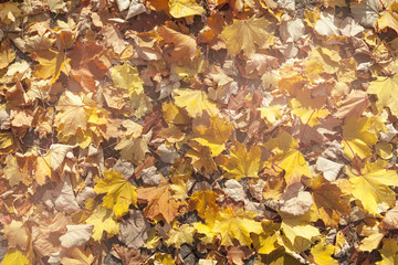 Herbstblätter Hintergrund