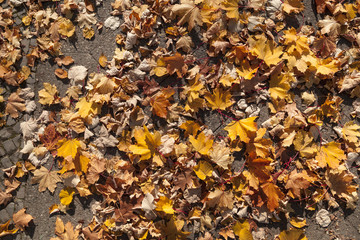 Hintergrund Herbstblätter