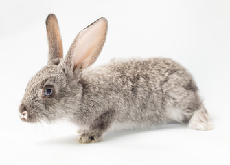 Obraz premium Rabbit