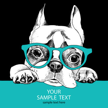 The poster of portrait bulldog with glasses. Vector illustration.