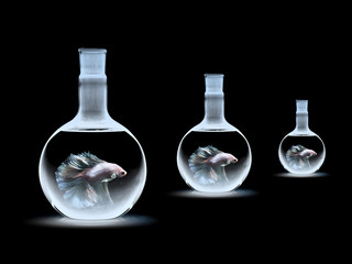 siam fighting fish on black, betta fish