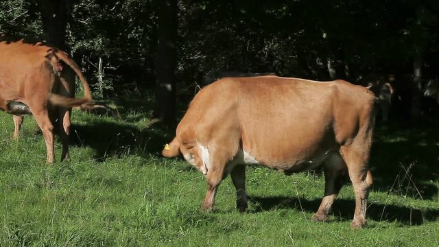 Brown and white cow grazing in pasture. Cow on foreground bushes on background.
