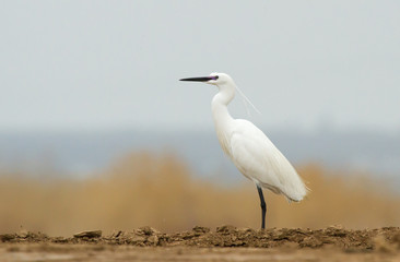 Little egret (Egretta garzetta) on the coast of pond