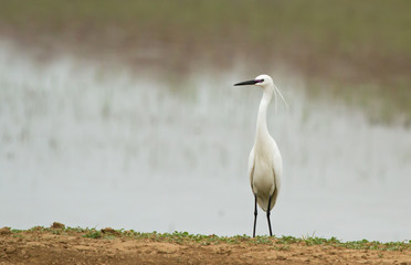 Little egret (Egretta garzetta) on the coast of pond
