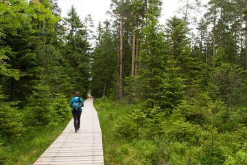 Fototapeta premium Hochmoor