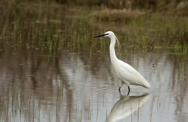 Little egret (Egretta garzetta) stand in the water