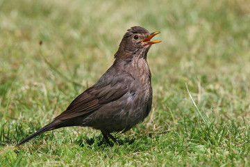 Thrush standing in grass