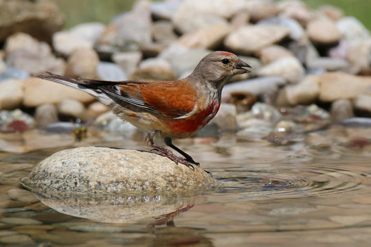 goldfinch standing on a rock near the water