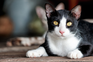 Black & white cat lying in wooden floor