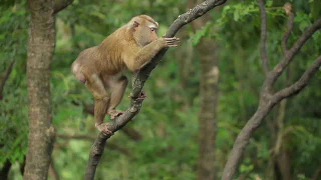Macaque monkey on a tree.