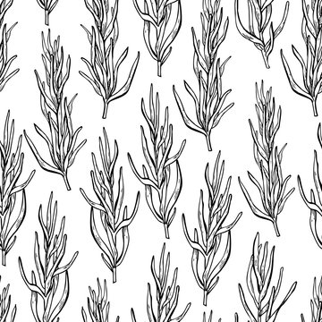 Rosemary vector drawing seamless pattern. Isolated Rosemary plan
