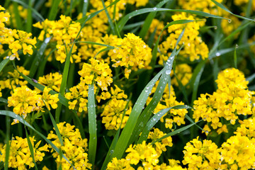 Fototapeta premium Fresh wet yellow flowers after rain