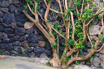 Stone wall with branches and green leaves