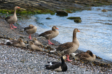 Barnacle geese, Oslo, Norway