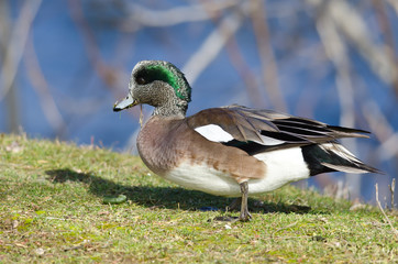 American Wigeon Feasting on the First Grass of Spring