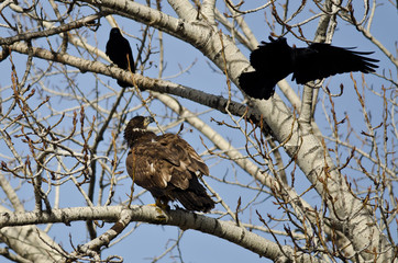 Young Bald Eagle Being Harassed by American Crows