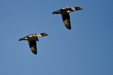 Two Common Goldeneye Ducks Flying in a Blue Sky